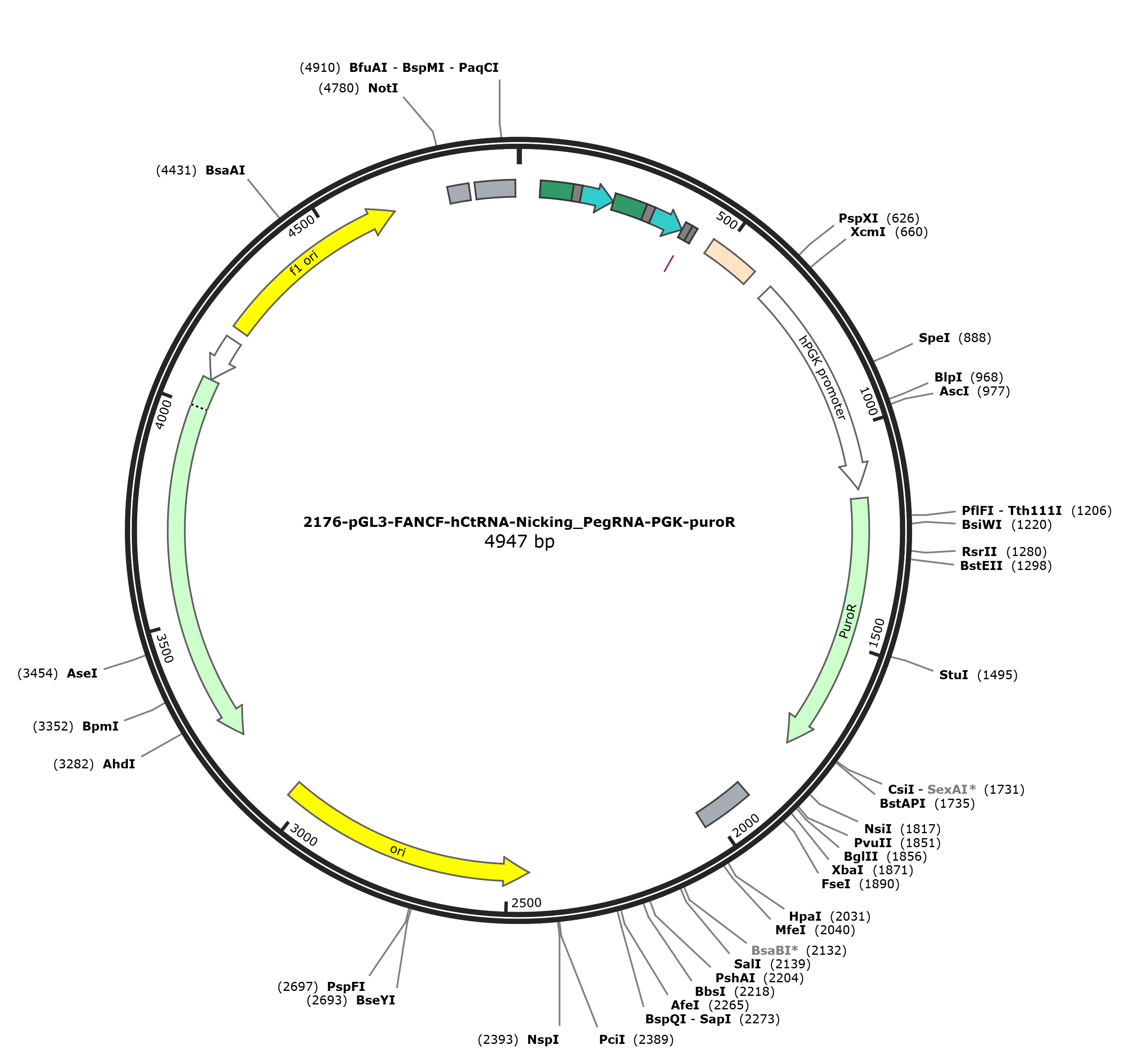 pGL3-FANCF-hCtRNA-Nicking-PegRNA-PGK-puroR载体图谱