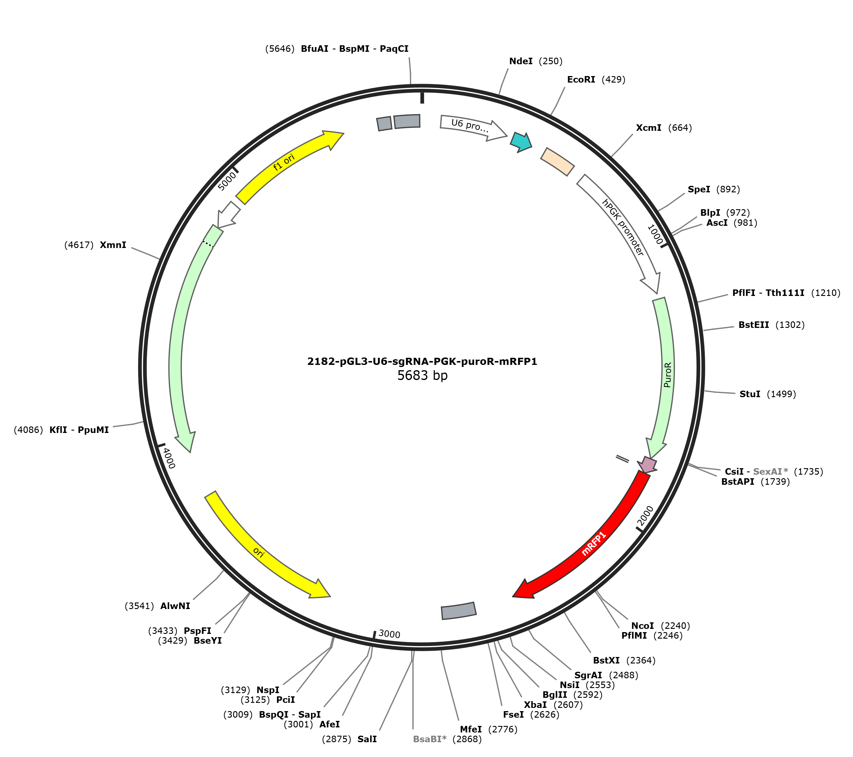 pGL3-U6-sgRNA-PGK-puroR-mRFP1载体图谱