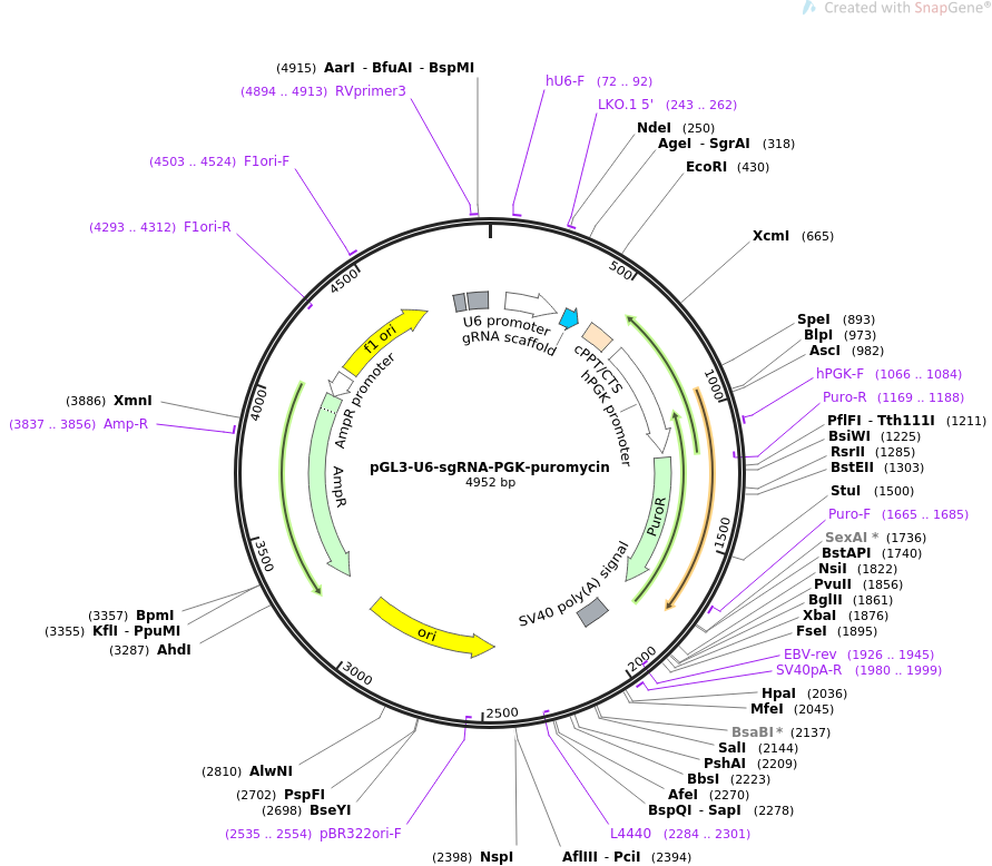pGL3-U6-sgRNA-PGK-puromycin质粒图谱