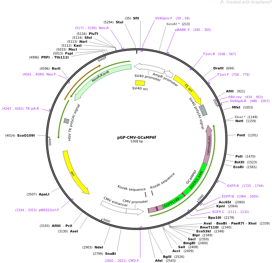 pGP-CMV-Gcamp6f质粒图谱