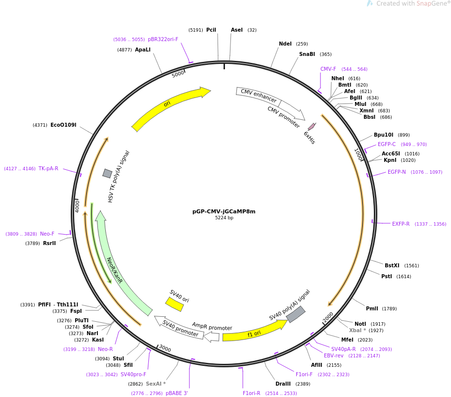pGP-CMV-jGCaMP8m载体图谱