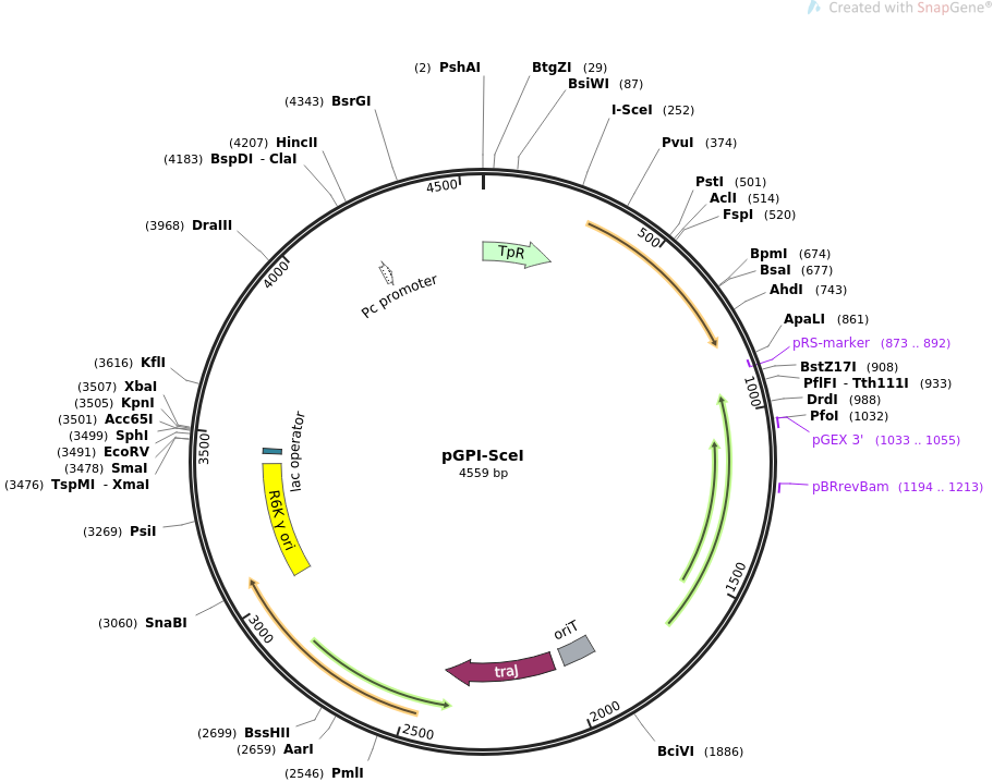 pGPI-SceI载体图谱
