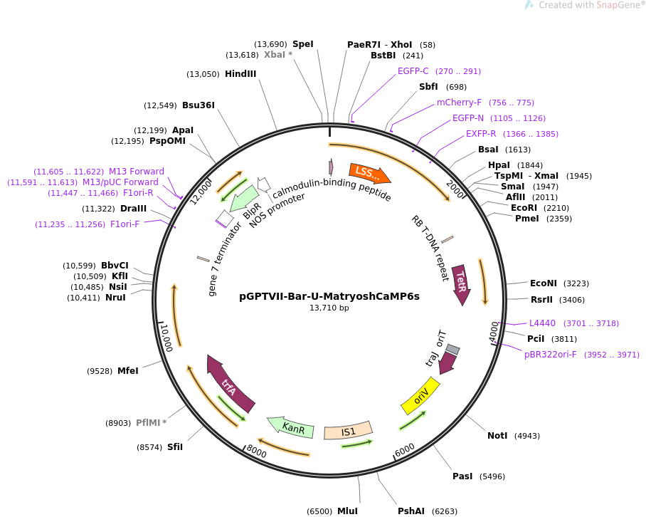 pGPTVII-Bar-U-MatryoshCaMP6sWT载体图谱