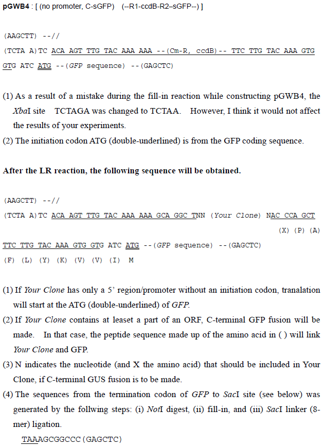 pGWB4载体多克隆位点 pGWB4多克隆位点
