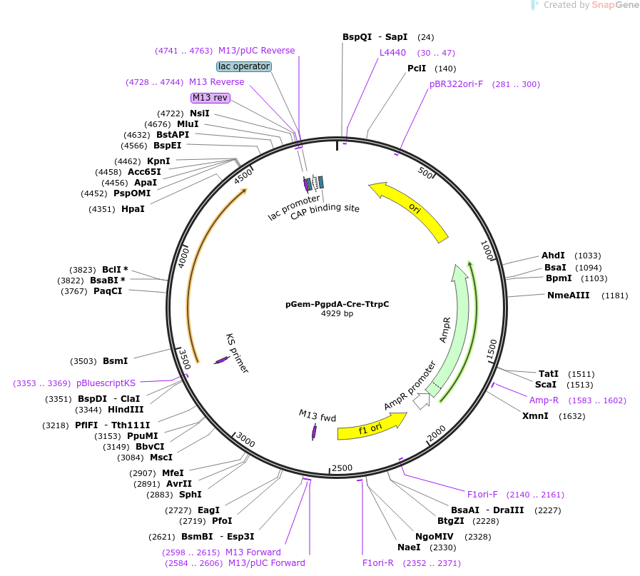 pGem-PgpdA-Cre-TtrpC载体图谱