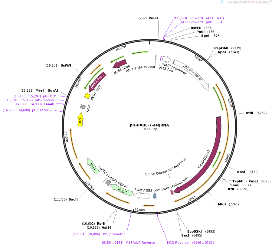 pH-PABE-7-esgRNA质粒图谱