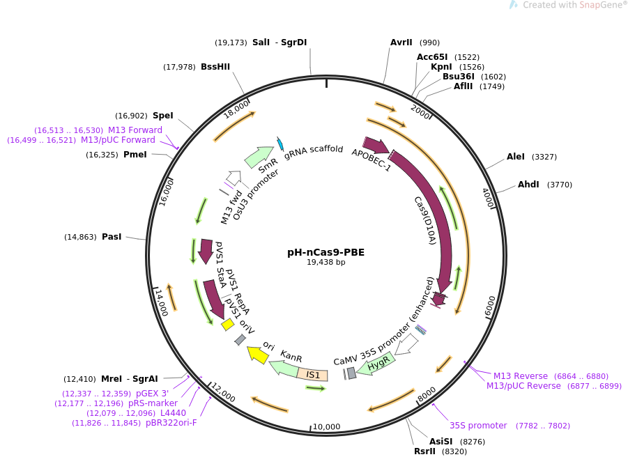 pH-nCas9-PBE质粒图谱