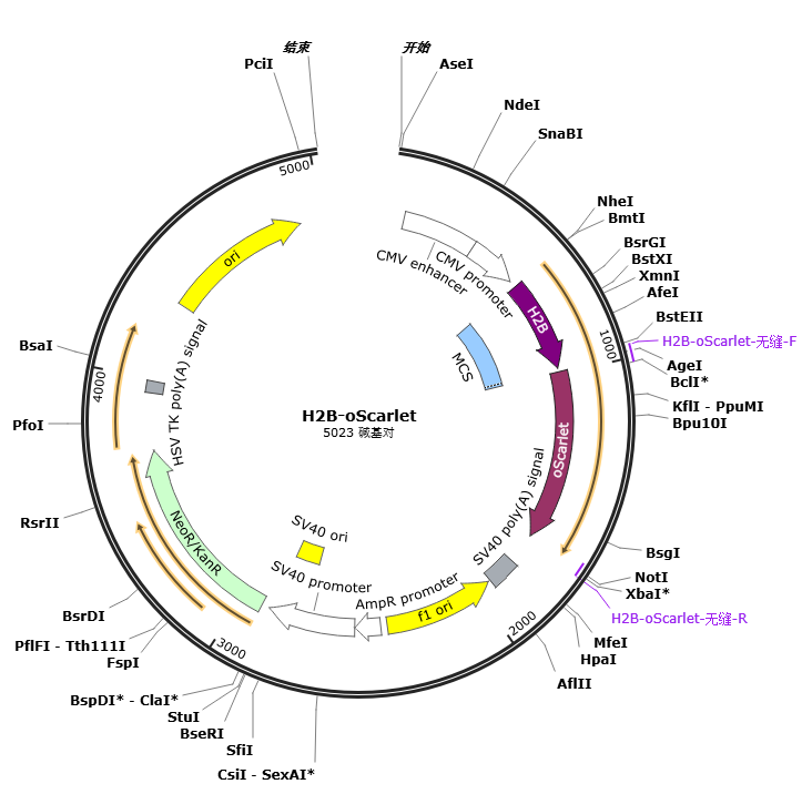 pH2B-oScarlet载体图谱