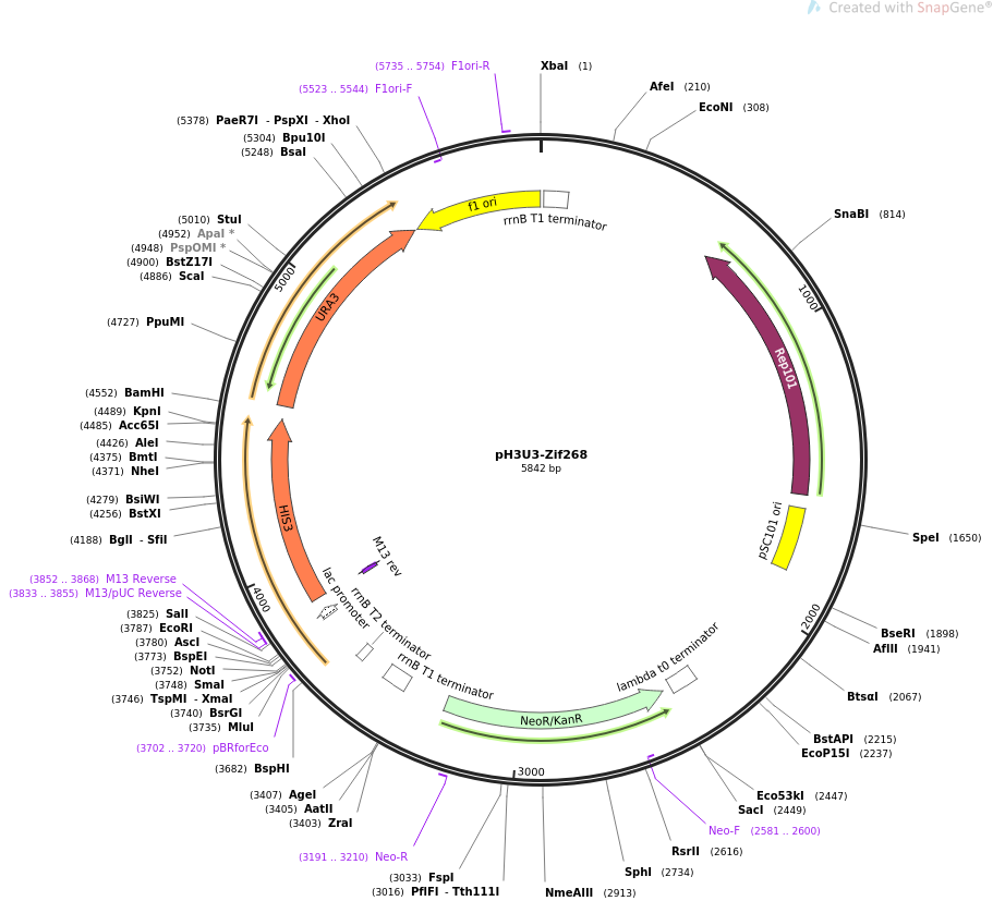 pH3U3-Zif268质粒图谱