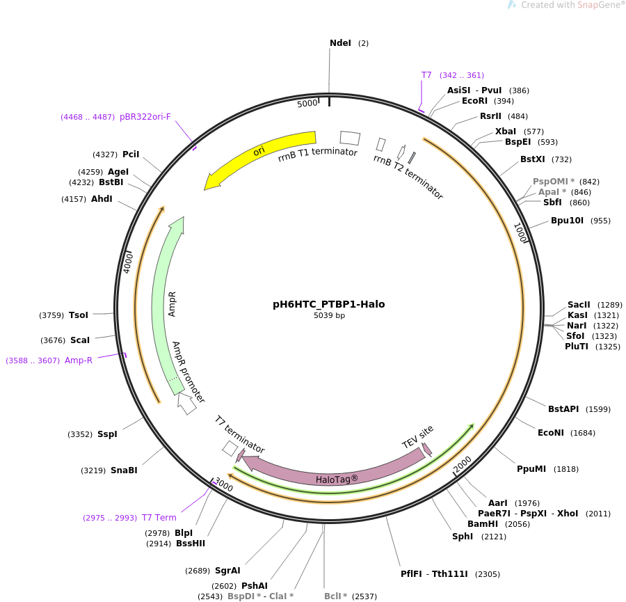 pH6HTC_PTBP1-Halo载体图谱