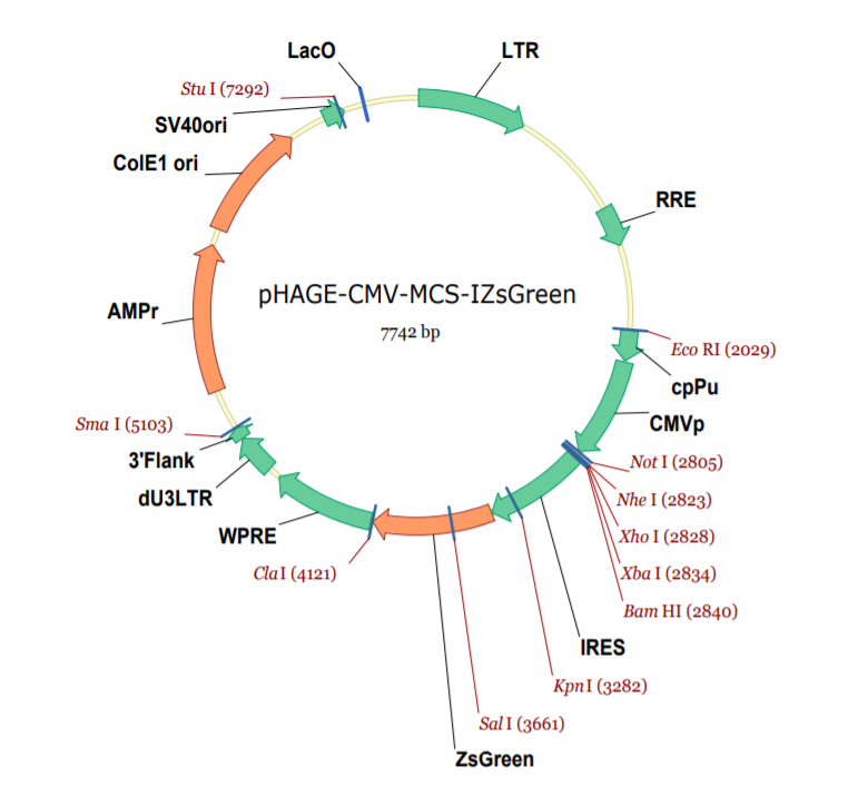 pHAGE-CMV-MCS-IRES-ZsGreen载体图谱