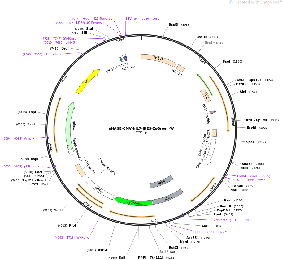 pHAGE-CMV-hIL7-IRES-ZsGreen-W载体图谱
