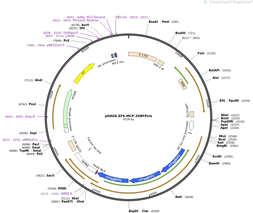 pHAGE-EFS-MCP-3XBFPnls质粒图谱
