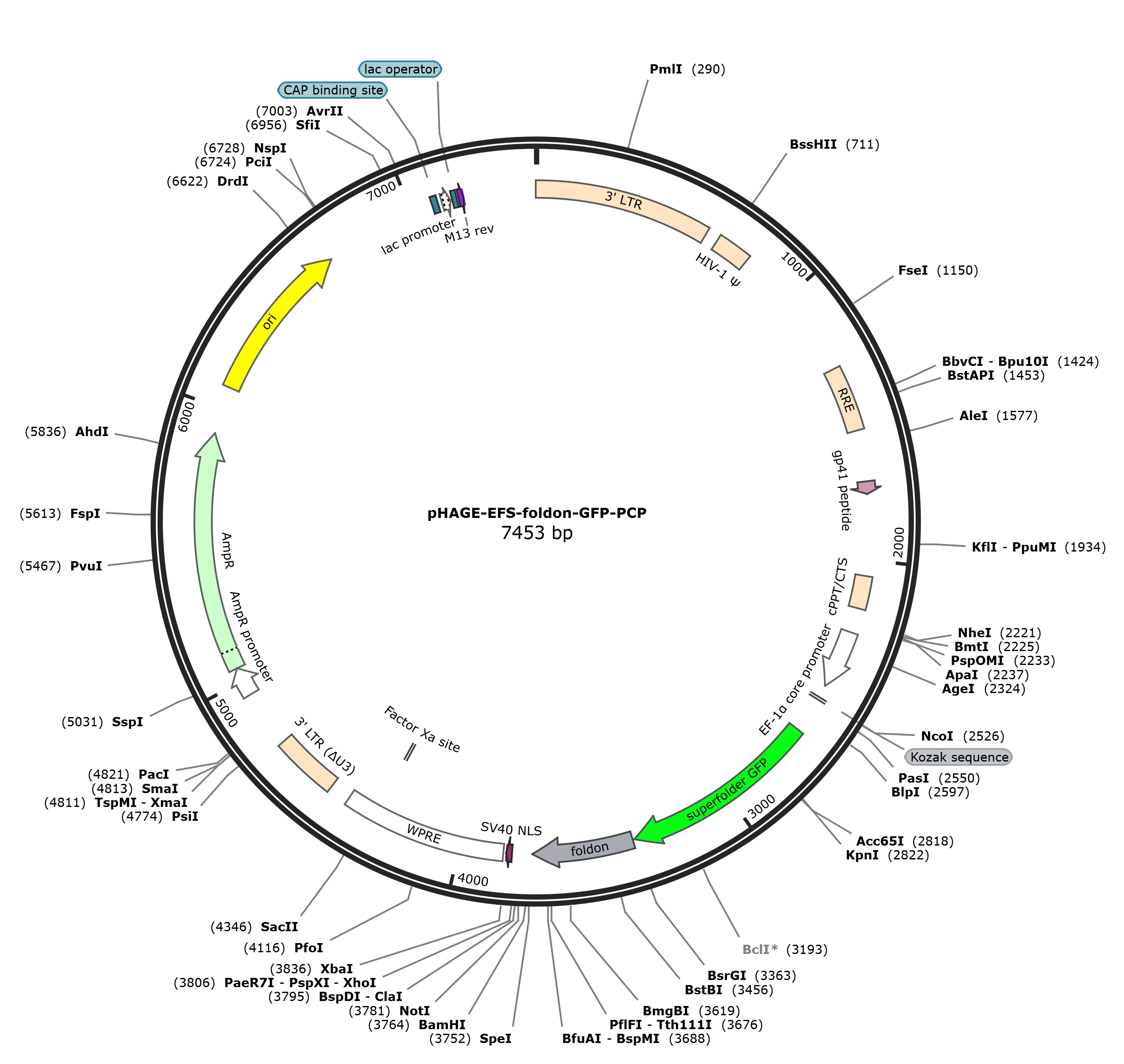 pHAGE-EFS-foldon-GFP-PCP载体图谱