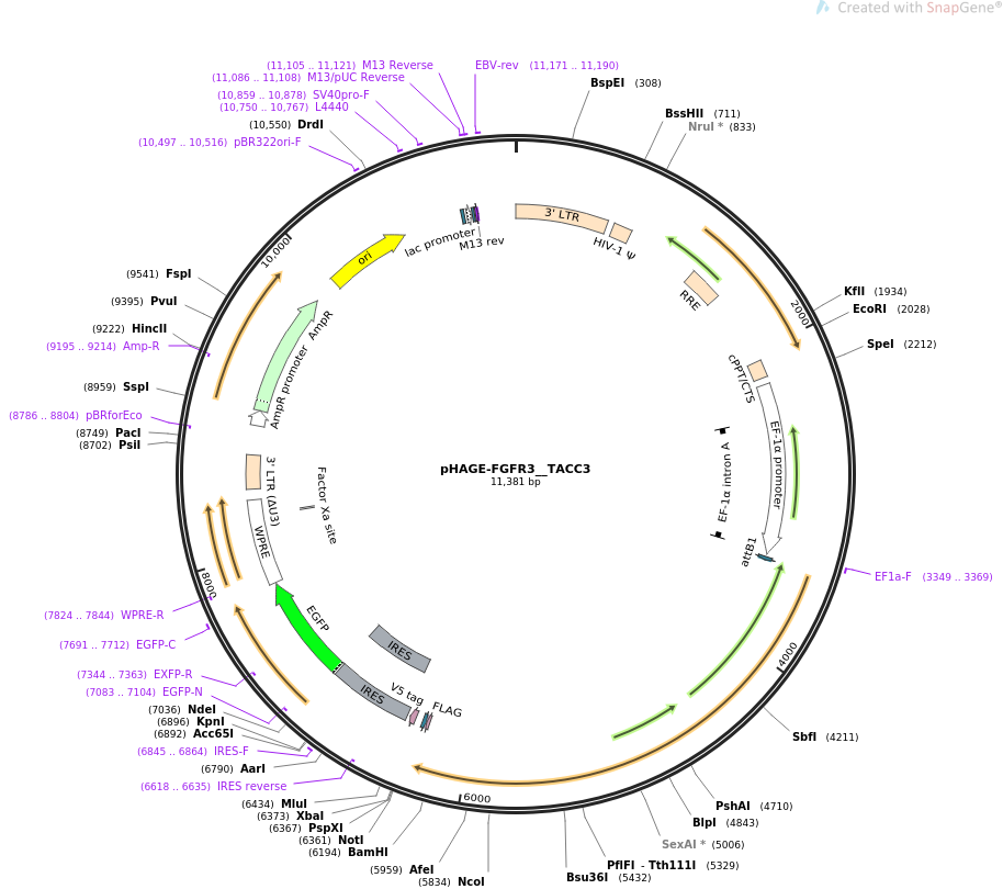 pHAGE-FGFR3__TACC3质粒图谱