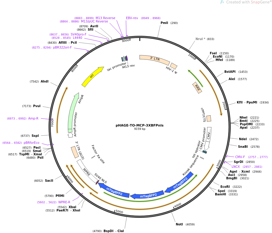 pHAGE-TO-MCP-3XBFPnls质粒图谱