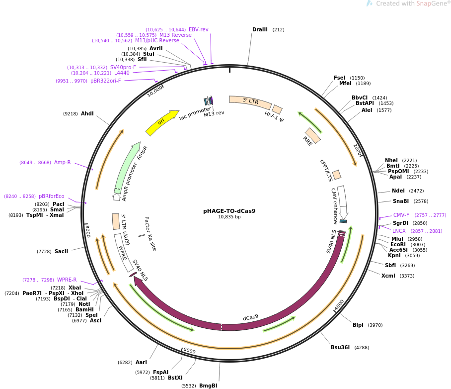 pHAGE-TO-dCas9质粒图谱