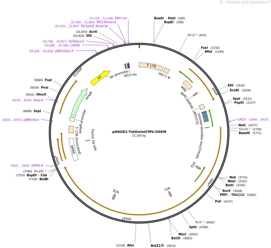 pHAGE2-TetOminiCMV-OSKM质粒图谱