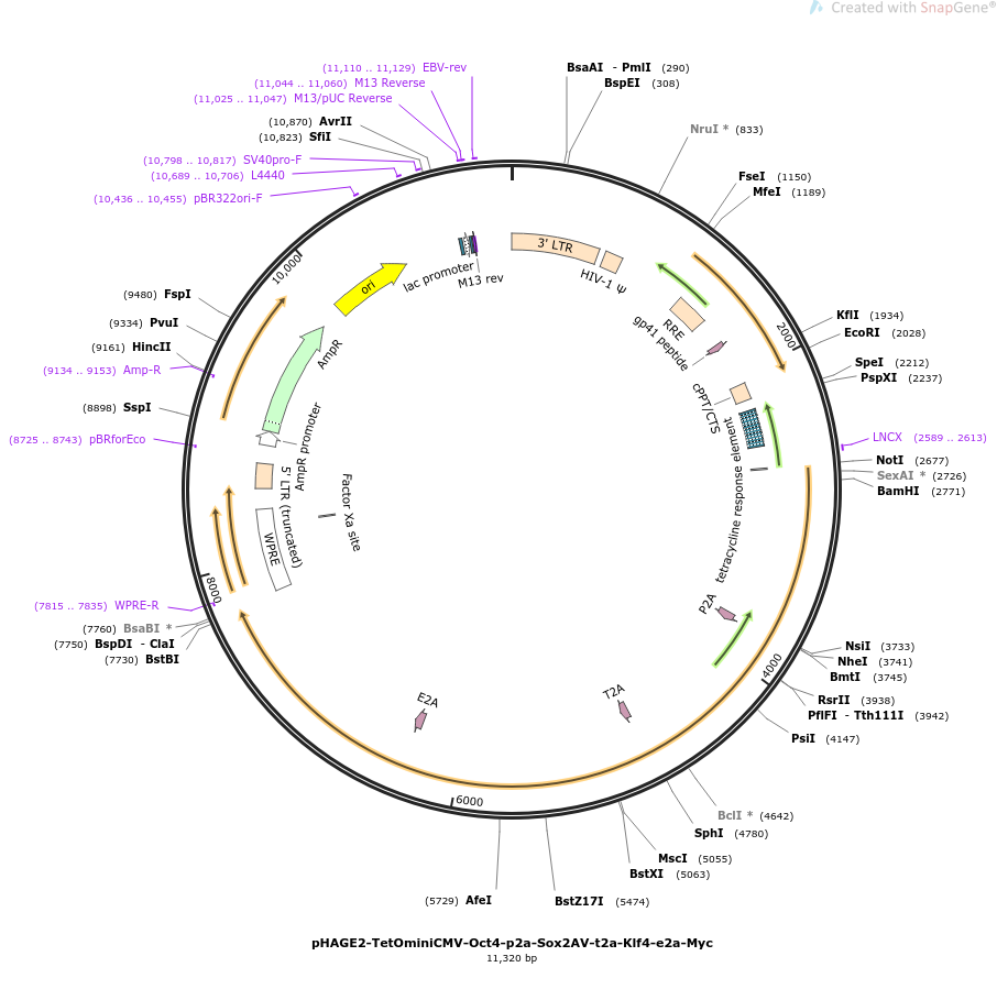 pHAGE2-TetOminiCMV-Oct4-p2a-Sox2AV-t2a-Klf4-e2a-Myc质粒图谱
