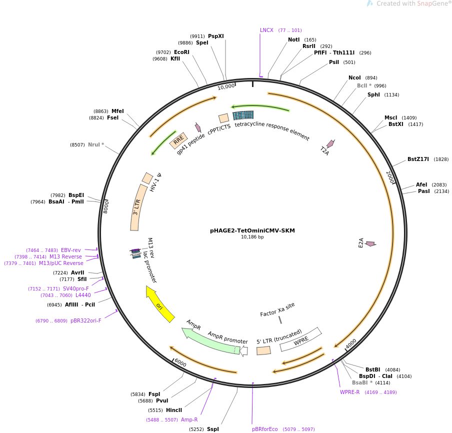 pHAGE2-TetOminiCMV-SKM质粒图谱