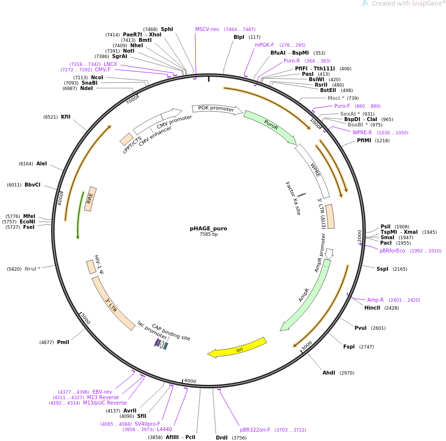 pHAGE_puro质粒图谱