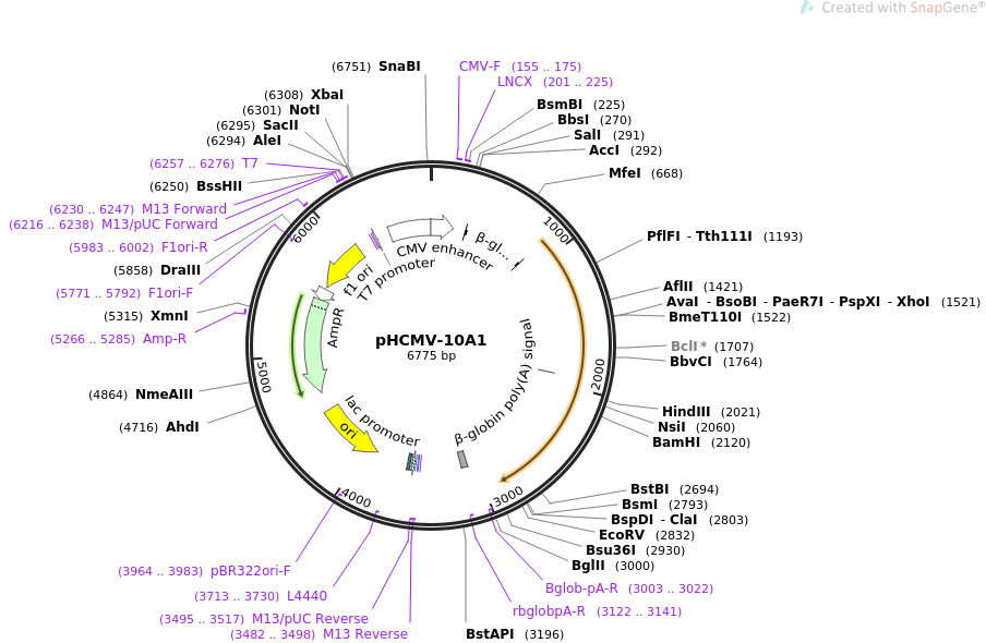 pHCMV-10A1质粒图谱