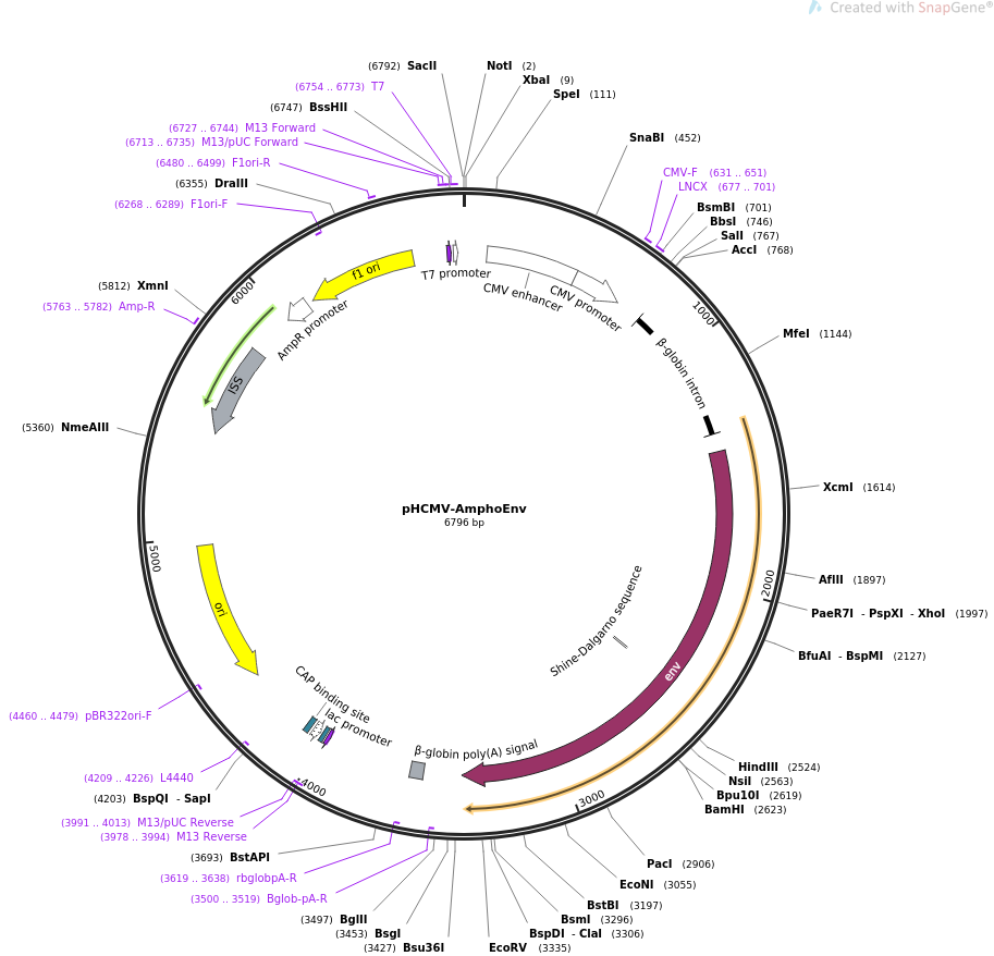 pHCMV-AmphoEnv质粒图谱
