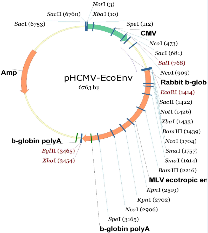 pHCMV-EcoEnv载体图谱