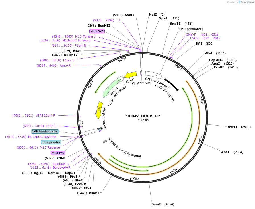 pHCMV_DUGV_GP载体图谱