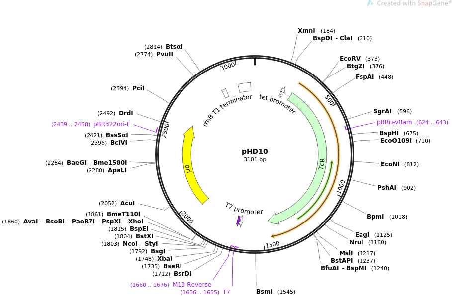 pHD10质粒图谱
