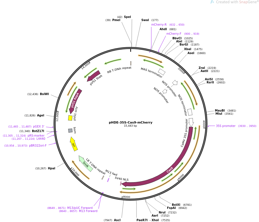 pHDE-35S-Cas9-mCherry质粒图谱