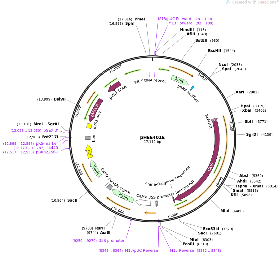 pHEE401E质粒图谱
