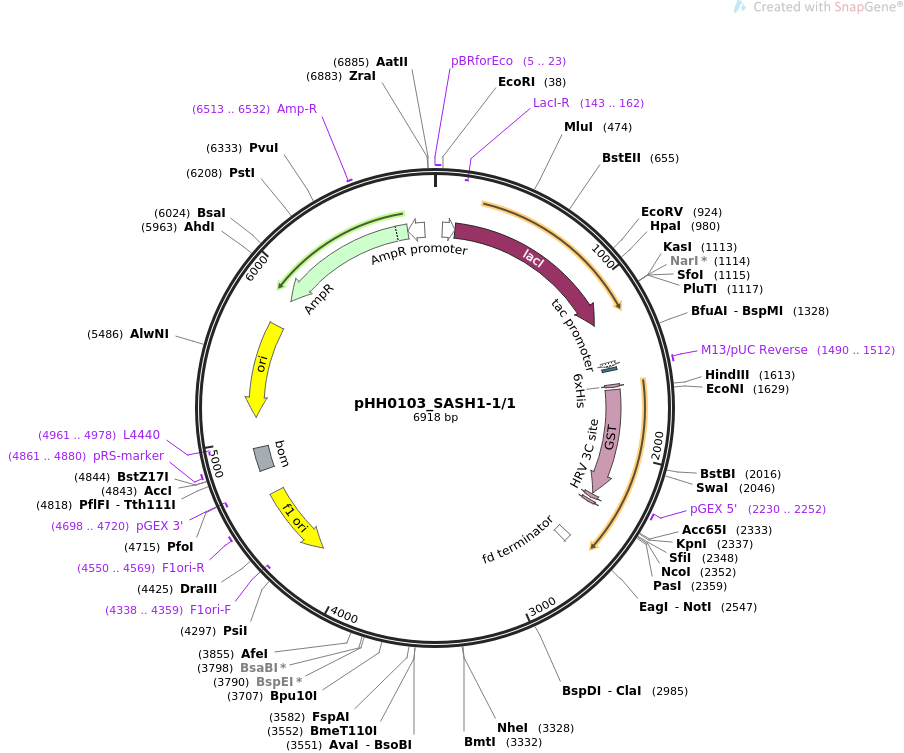 pHH0103_SASH1-11质粒图谱