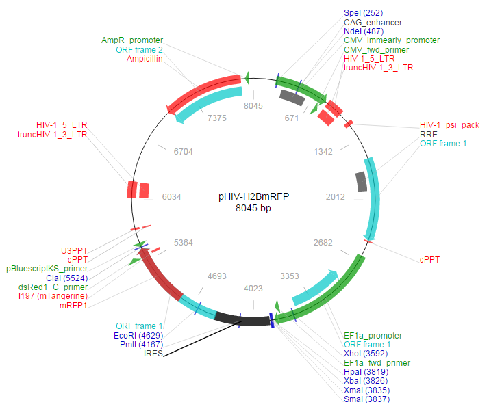 pHIV-H2BmRFP载体图谱