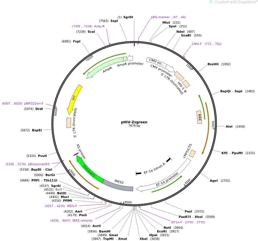 pHIV-Zsgreen质粒图谱