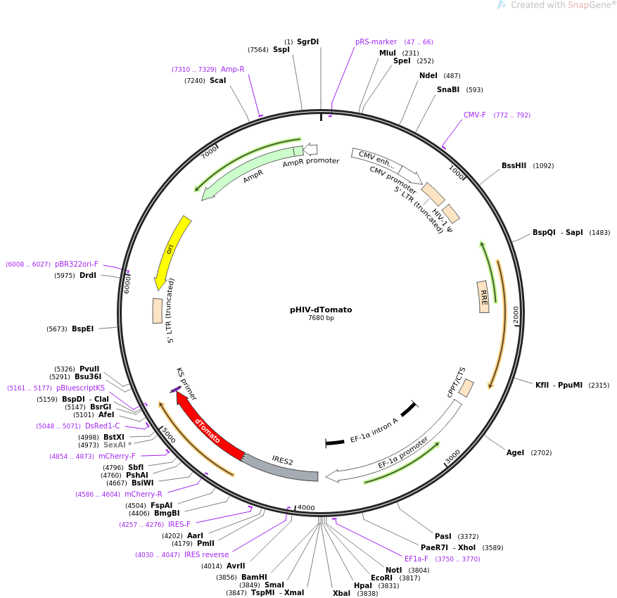 pHIV-dTomato质粒图谱