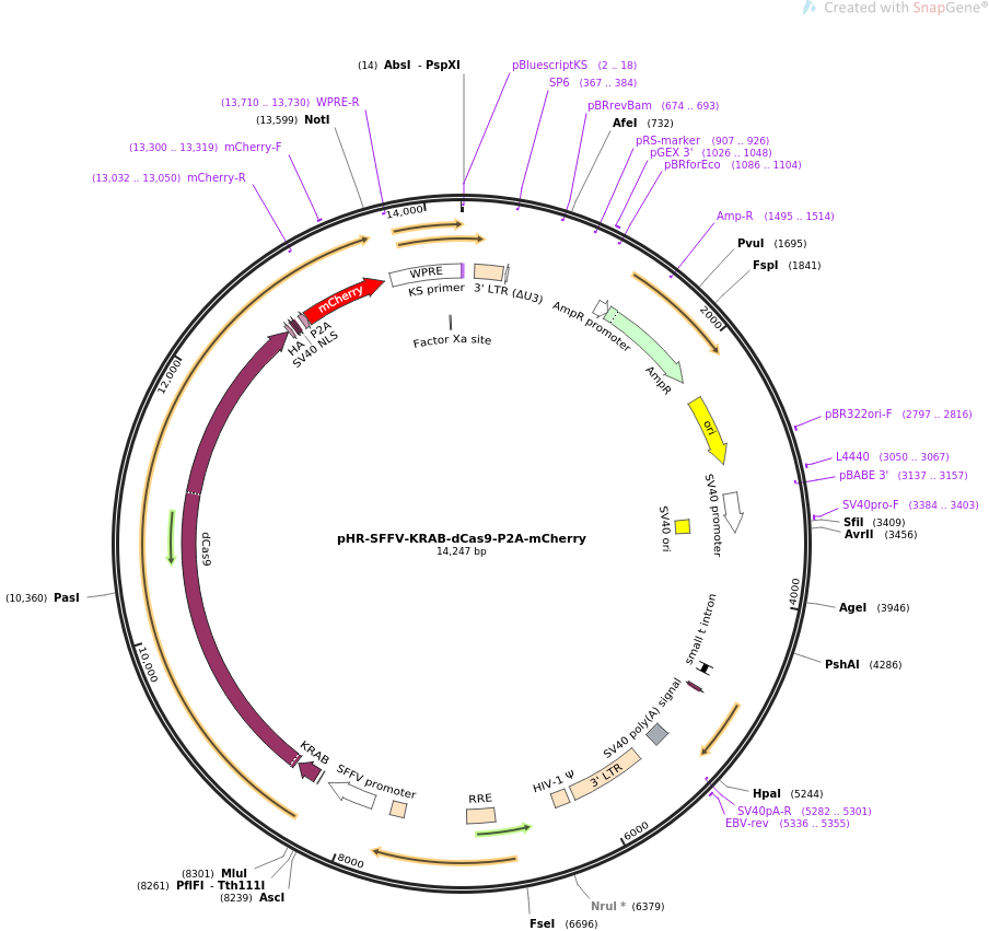 pHR-SFFV-KRAB-dCas9-P2A-mCherry质粒图谱