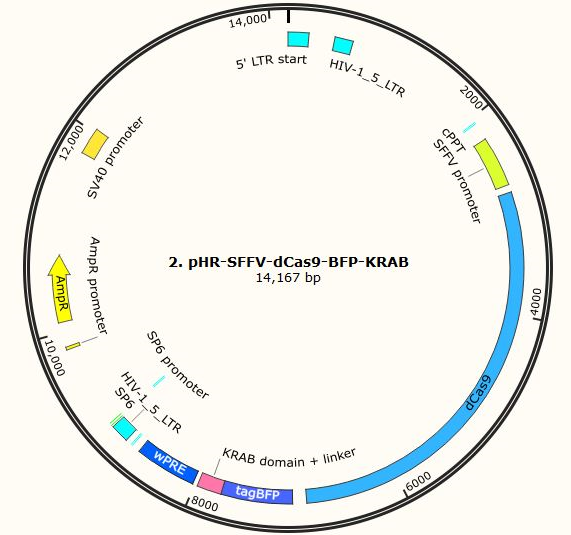 pHR-SFFV-dCas9-BFP-KRAB载体图谱