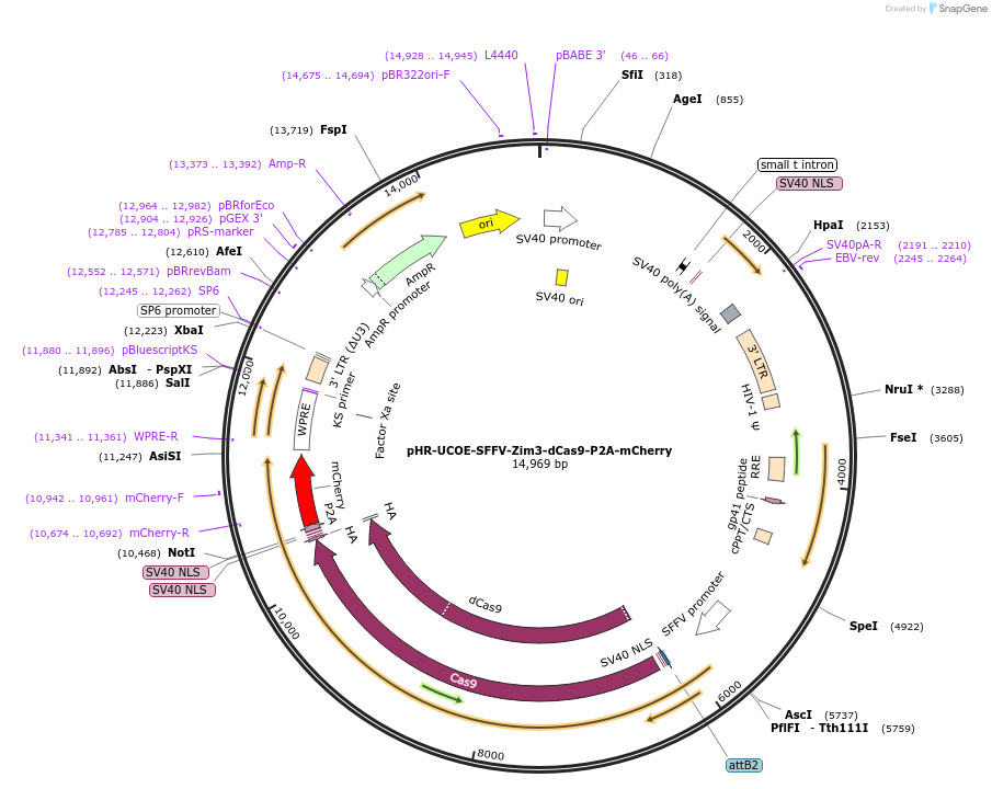 pHR-UCOE-SFFV-Zim3-dCas9-P2A-mCherry载体图谱
