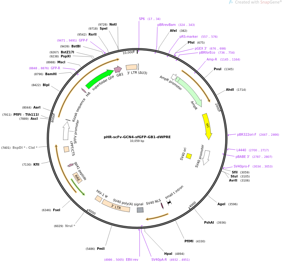 pHR-scFv-GCN4-sfGFP-GB1-dWPRE质粒图谱