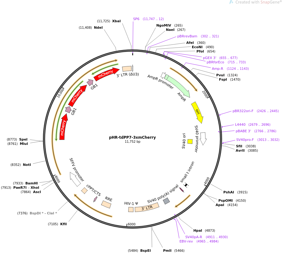 pHR-tdPP7-3xmCherry质粒图谱