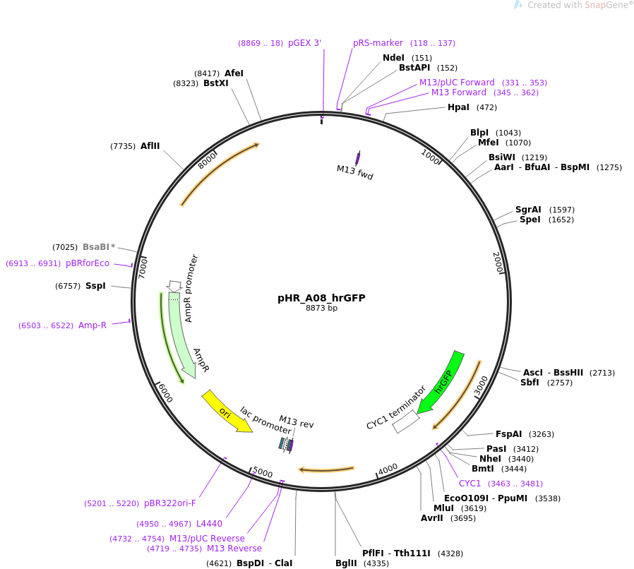 pHR_A08_hrGFP质粒图谱