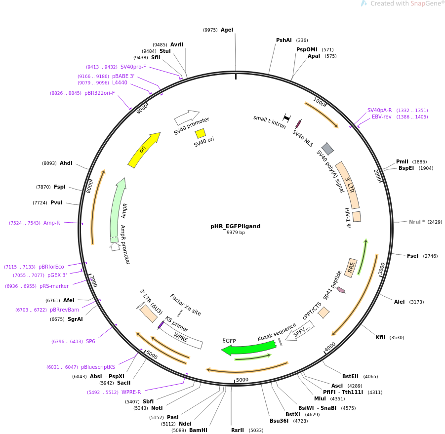 pHR_EGFPligand质粒图谱