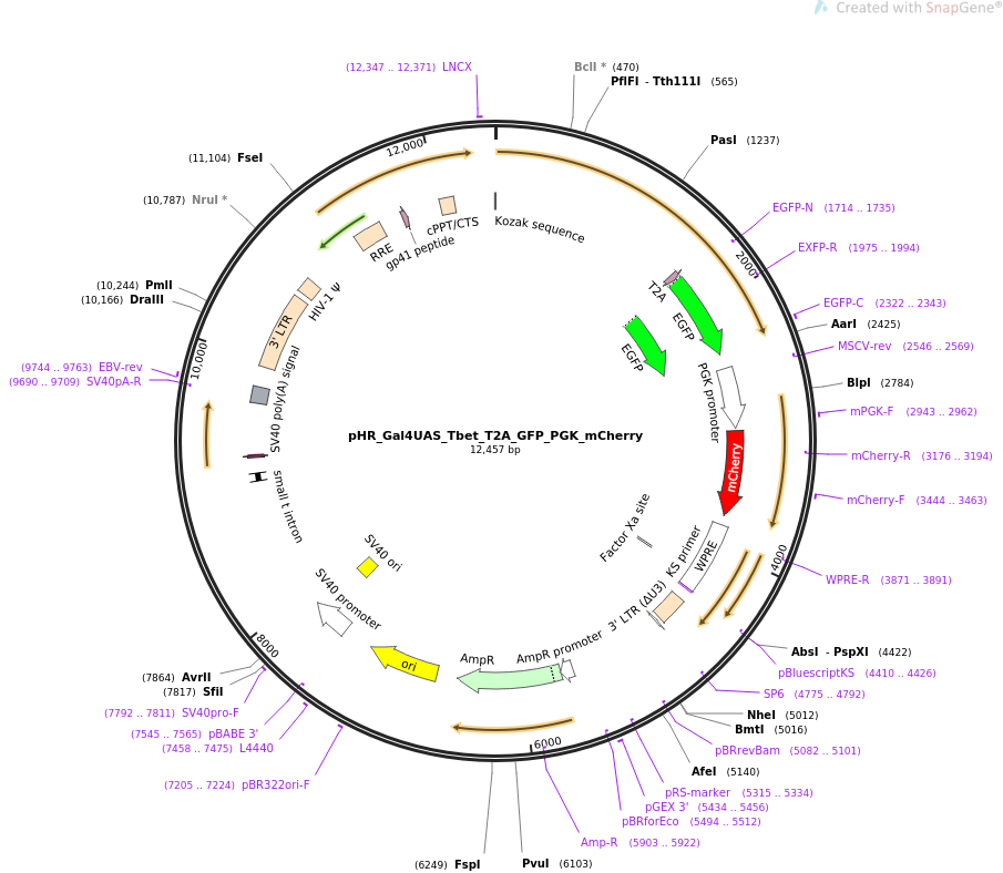 pHR_Gal4UAS_Tbet_T2A_GFP_PGK_mCherry质粒图谱