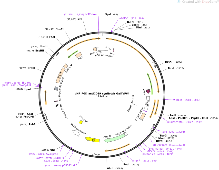 pHR_PGK_antiCD19_synNotch_Gal4VP64质粒图谱