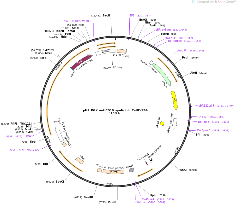 pHR_PGK_antiCD19_synNotch_TetRVP64质粒图谱