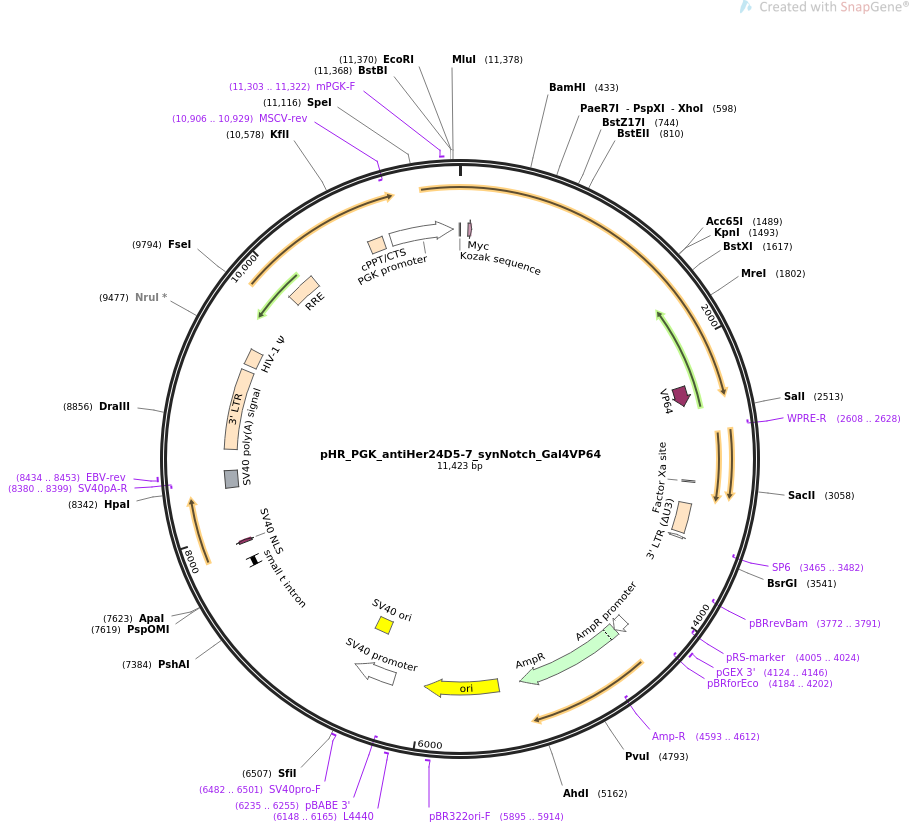 pHR_PGK_antiHer24D5-7_synNotch_Gal4VP64质粒图