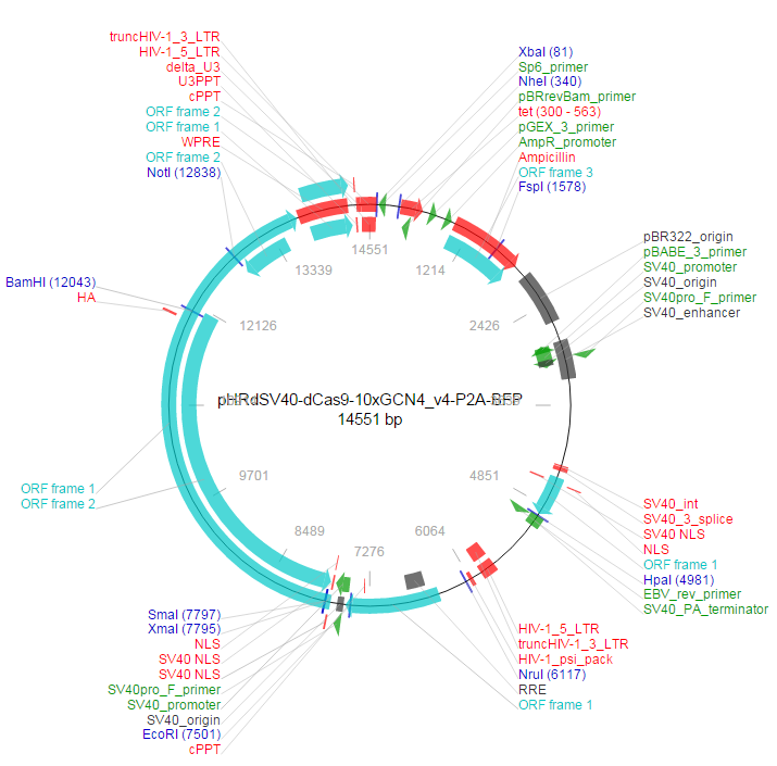 pHRdSV40-dCas9-10xGCN4_v4-P2A-BFP载体图谱