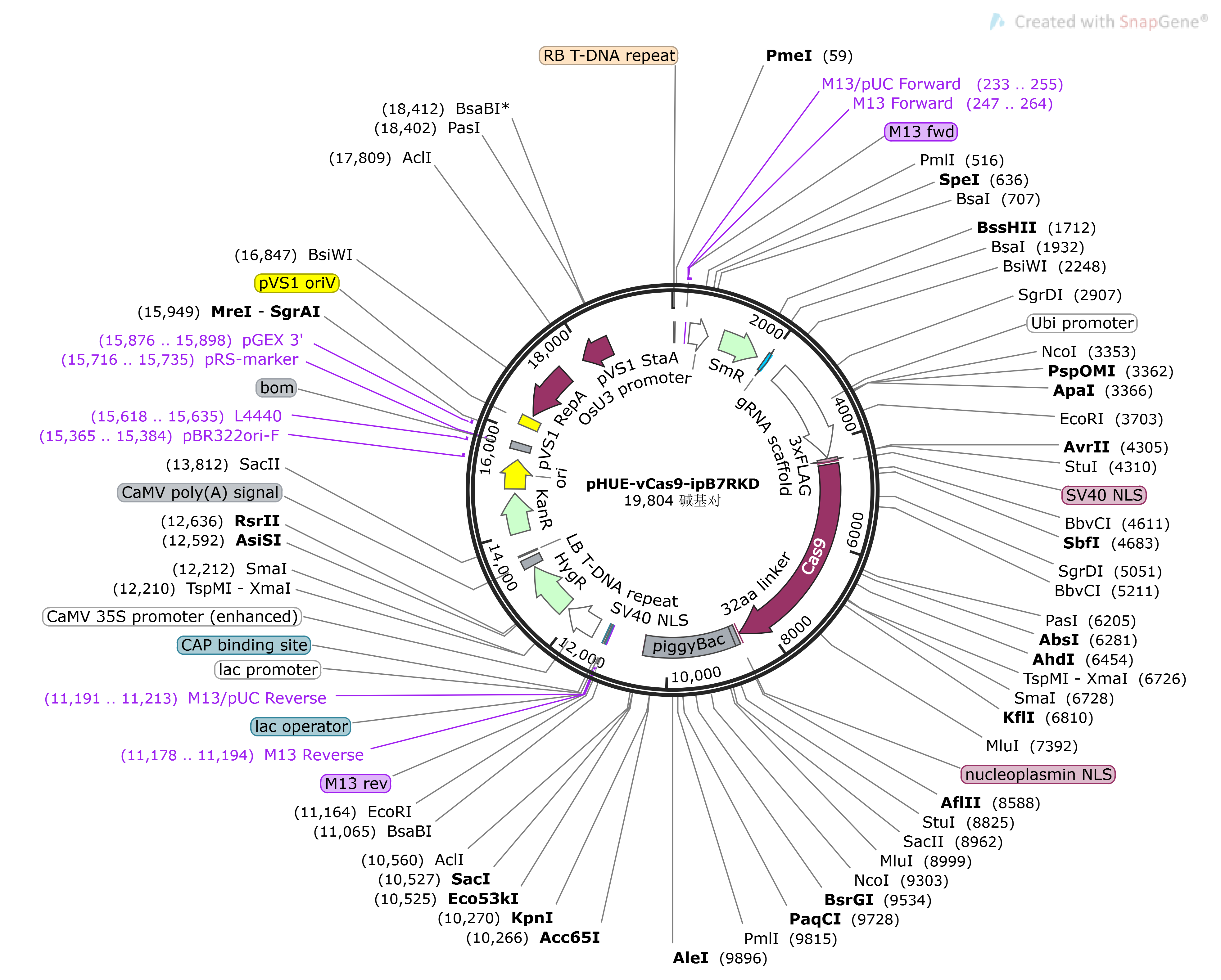 pHUE-vCas9-ipB7RKD载体图谱