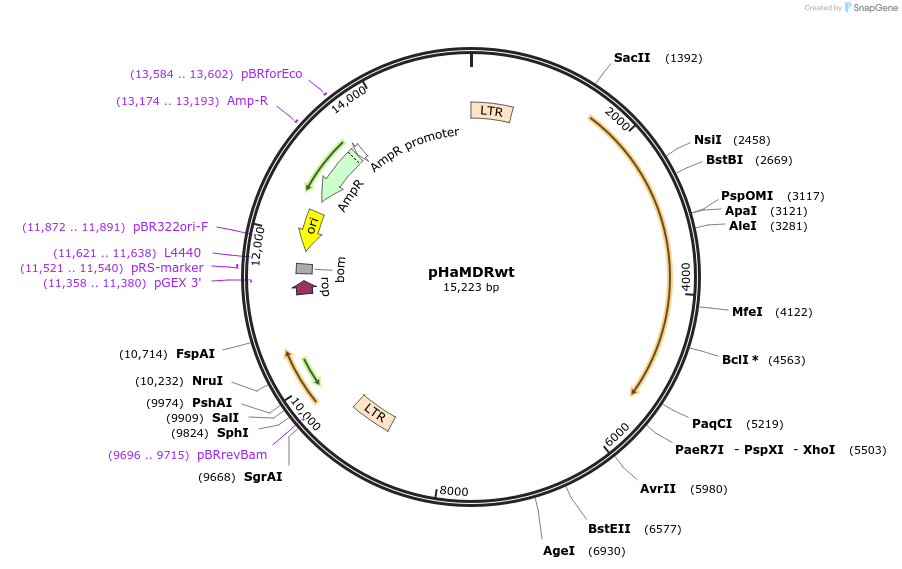 pHaMDRwt载体图谱